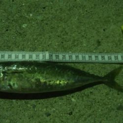 釣りデビュー　13日目