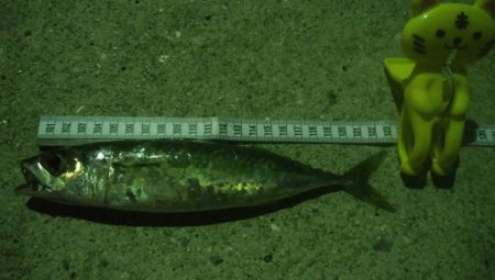 釣りデビュー　13日目