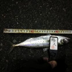 (2020/12/04 南港アジング アジング釣果で 中アジ~(25㎝~)サバ 釣果有り)