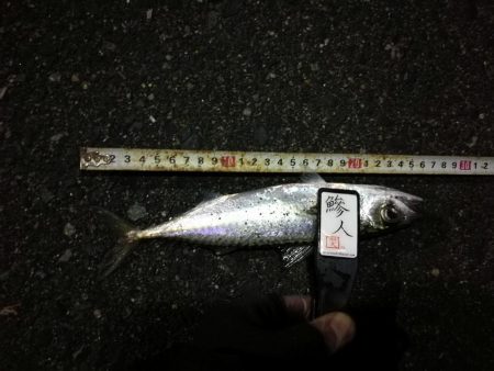 (2020/12/04 南港アジング アジング釣果で 中アジ~(25㎝~)サバ 釣果有り)