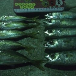 釣りデビュー 14日目