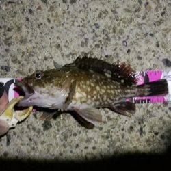 （2020/12/05 南港ヘチ釣り　 キビレチヌ41㎝ ガシラ25㎝ タケノコ 釣果有り）