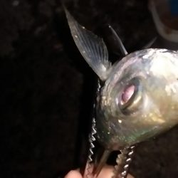 肉厚ヒラメと、でぶアジ。らっきぃ