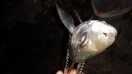 肉厚ヒラメと、でぶアジ。らっきぃ