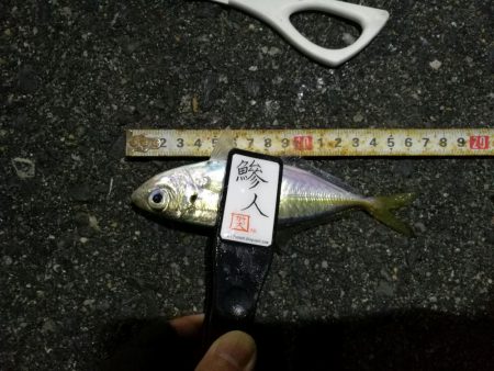 （2020/12/07 南港アジング　 アジング釣果 中アジ25㎝～ サバ 釣果有り）