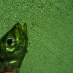 釣りデビュー 16日目