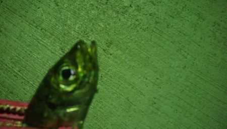 釣りデビュー 16日目