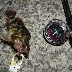 (2020/12/08 風の強い日の南港ヘチ釣り キビレチヌ40㎝ ガシラ 釣果有り)