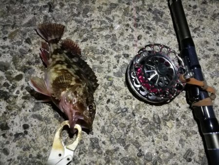 (2020/12/08 風の強い日の南港ヘチ釣り キビレチヌ40㎝ ガシラ 釣果有り)