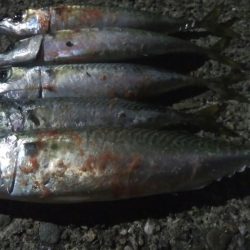 釣りデビュー　17日目