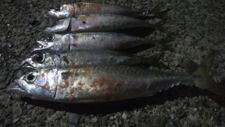 釣りデビュー　17日目