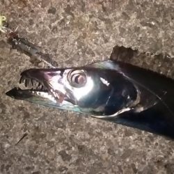 タチウオくん、まだ居たのね。ありがとう