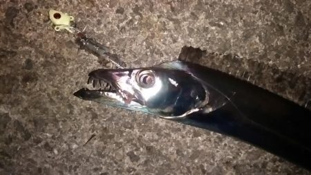 タチウオくん、まだ居たのね。ありがとう