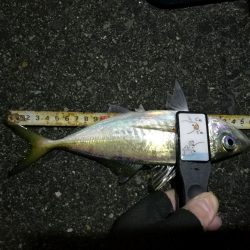 （2020/12/10 南港アジング　 絶好釣果！アジング釣果 中アジ～（28㎝～） 釣果有り）