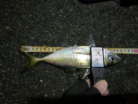 （2020/12/10 南港アジング　 絶好釣果！アジング釣果 中アジ～（28㎝～） 釣果有り）