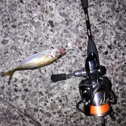 ジグ単アジング