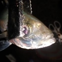 サビキで尺アジを狙う。平日の釣りはたのし