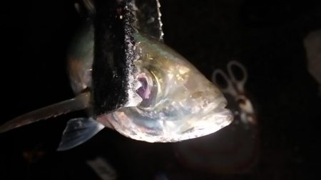 サビキで尺アジを狙う。平日の釣りはたのし