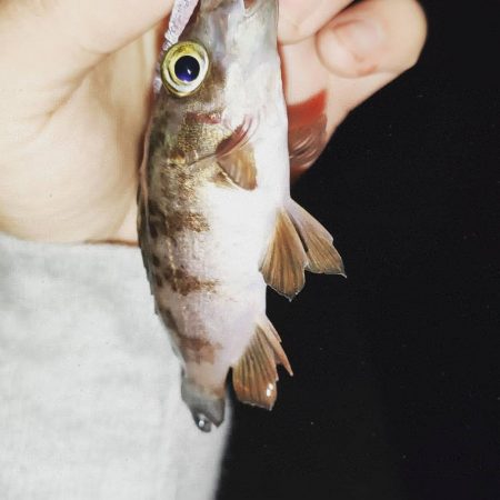 アジメバサバング