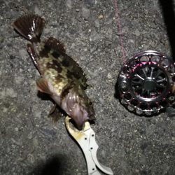 （2020/12/12 南港ヘチ釣りで五目釣り　 キビレチヌ ガシラ シーバス 黒メバル 中アジ 釣果有り）