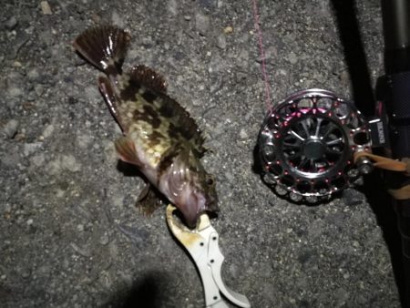 （2020/12/12 南港ヘチ釣りで五目釣り　 キビレチヌ ガシラ シーバス 黒メバル 中アジ 釣果有り）