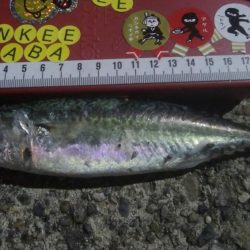 釣りデビュー 21日目