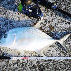 メタルジクでロウニンアジ釣れました