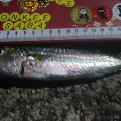 釣りデビュー　22日目