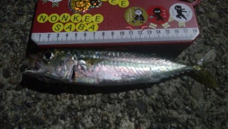 釣りデビュー　22日目