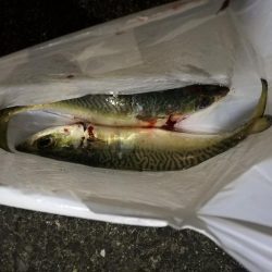 （2020/12/14 南港アジング　 爆風アジング釣果 サバ 28㎝ 釣果有り）