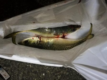 （2020/12/14 南港アジング　 爆風アジング釣果 サバ 28㎝ 釣果有り）