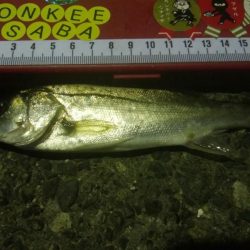 釣りデビュー 23日目