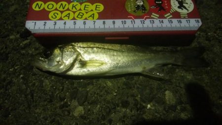 釣りデビュー 23日目