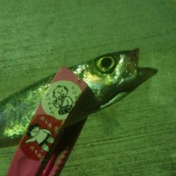 釣りデビュー　24日目