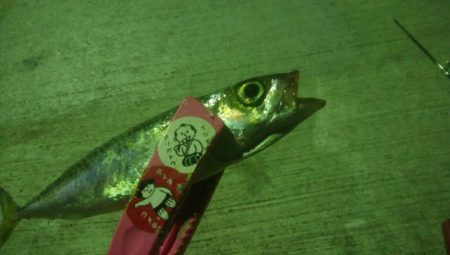 釣りデビュー　24日目