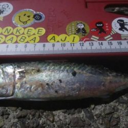 釣りデビュー 26日目