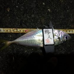 （2020/12/18 南港アジング　 強風アジング釣果 中アジ～（26㎝～）サバ 釣果有り）