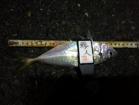 （2020/12/18 南港アジング　 強風アジング釣果 中アジ～（26㎝～）サバ 釣果有り）