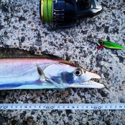 長雨のち太刀魚