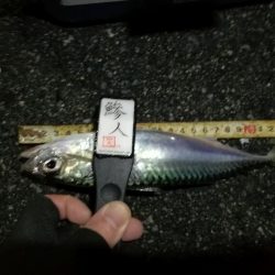 （2020/12/19 南港アジング　 強風アジング釣果 中アジ～（26.5㎝～）サバ 釣果有り）