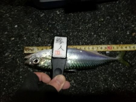 （2020/12/19 南港アジング　 強風アジング釣果 中アジ～（26.5㎝～）サバ 釣果有り）