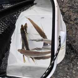 祭りの気配なし