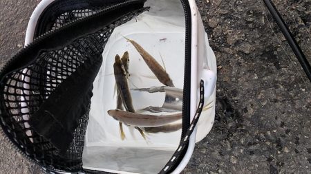 祭りの気配なし