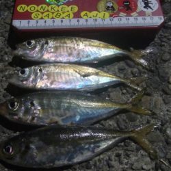 釣りデビュー 29日目