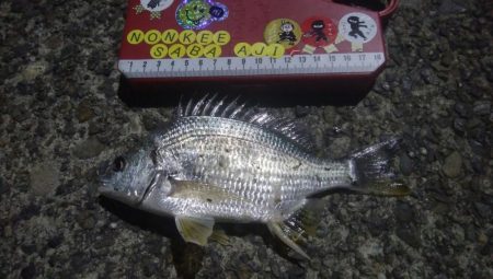 ㊗釣りデビュー　30日目