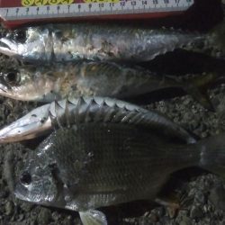 釣りデビュー 31日目