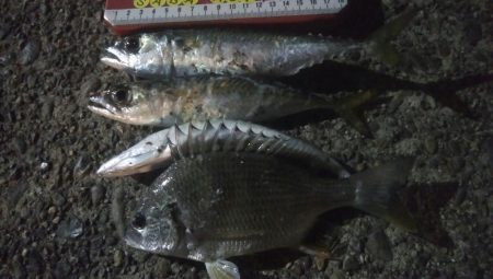 釣りデビュー 31日目