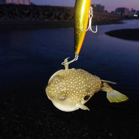 日の出ロケーションとサーフシーバス