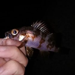 ジグ単メバリング