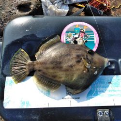 フカセ‥でハゲ・・